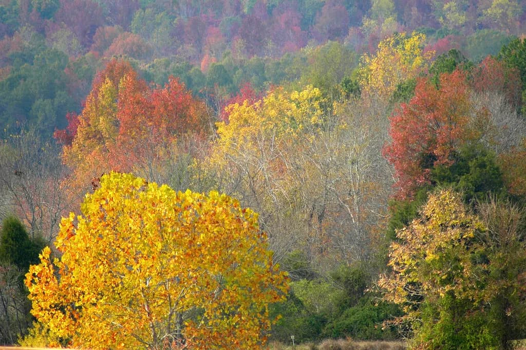 Autumn Palette
