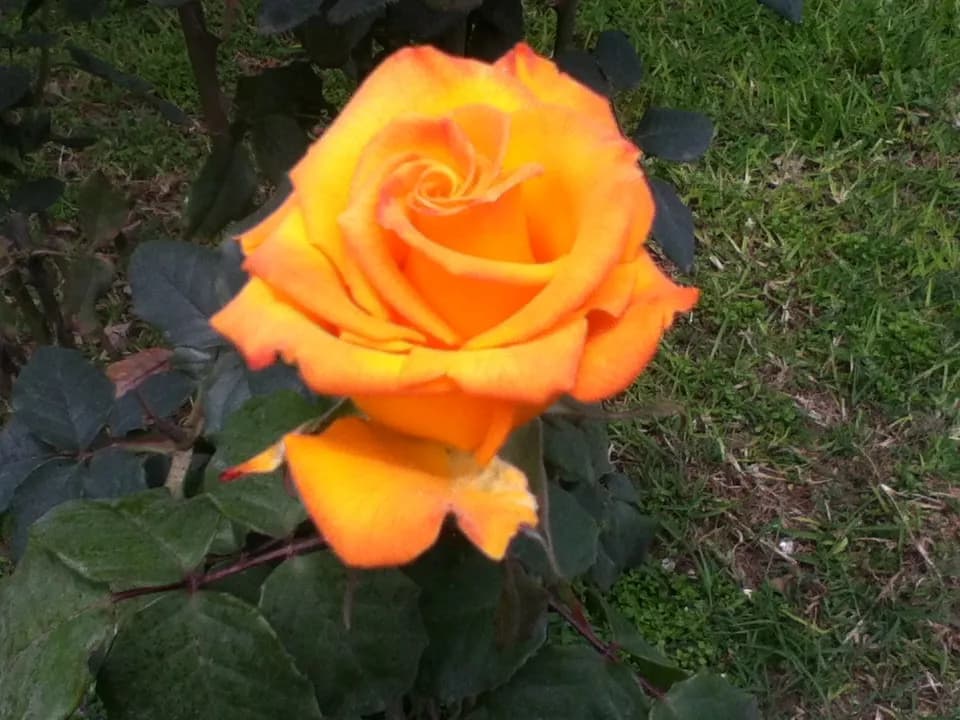 Golden Elegance: A Radiant Yellow Rose in Nature's Embrace