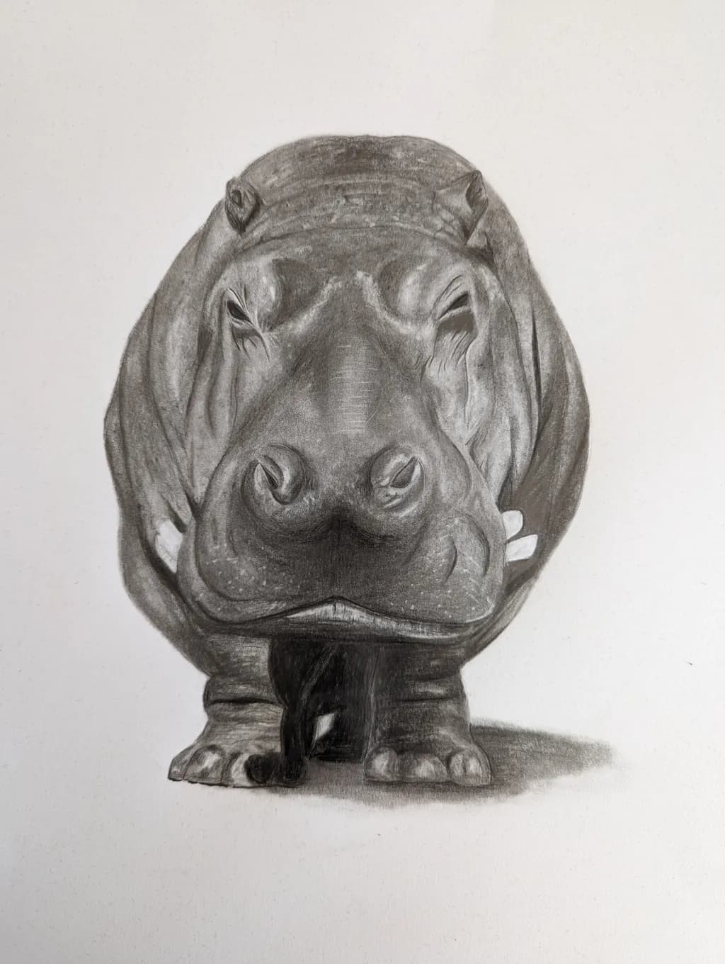 Majestic Hippo: A Detailed Pencil Study of Nature's Gentle Giant
