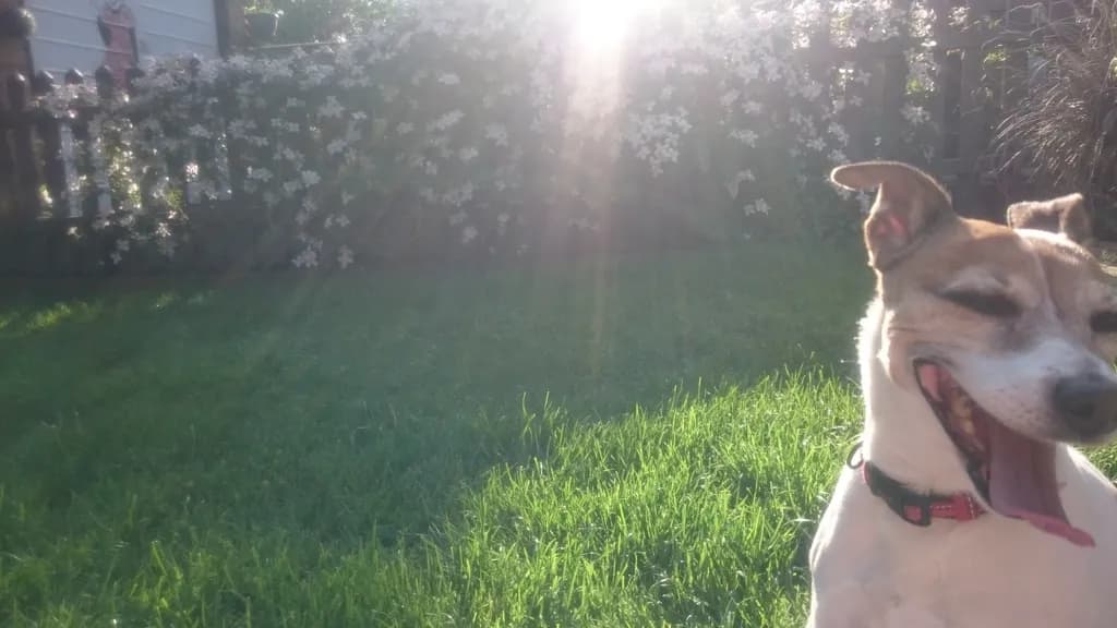 Joyful Yawn: A Playful Pup in Sunlit Serenity