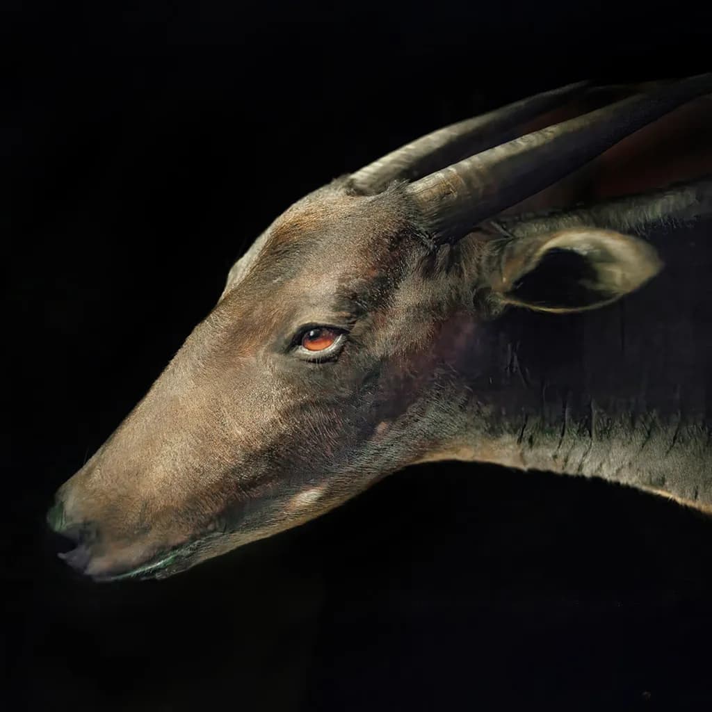 Bestia Antelope Portrait