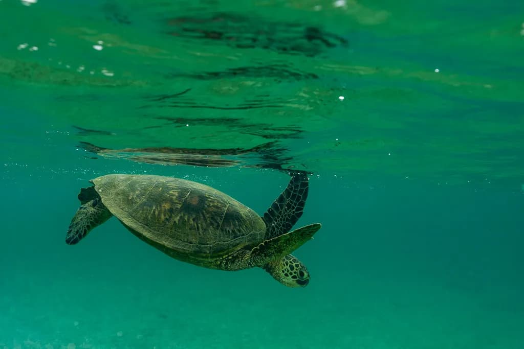 Turtle Glide