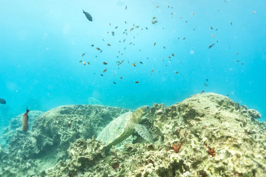 Turtle's Underwater Dance