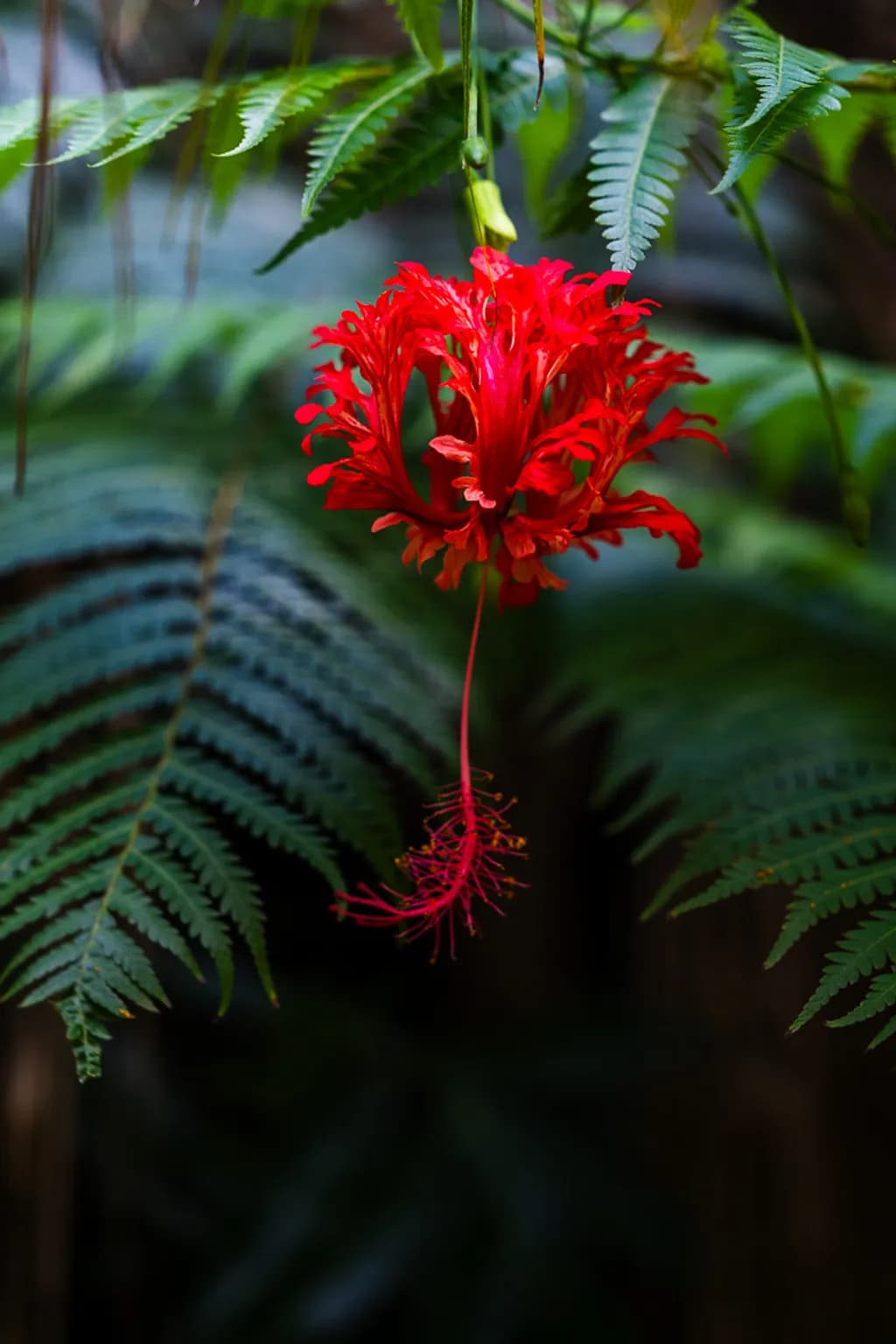 Crimson Bloom