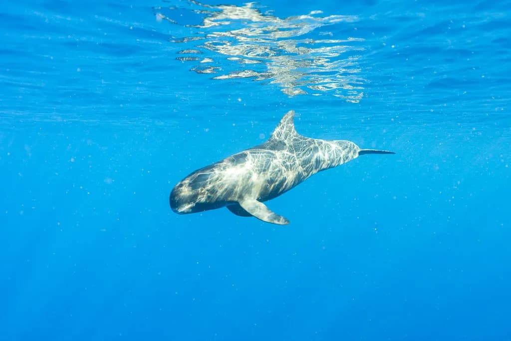 Graceful Dive