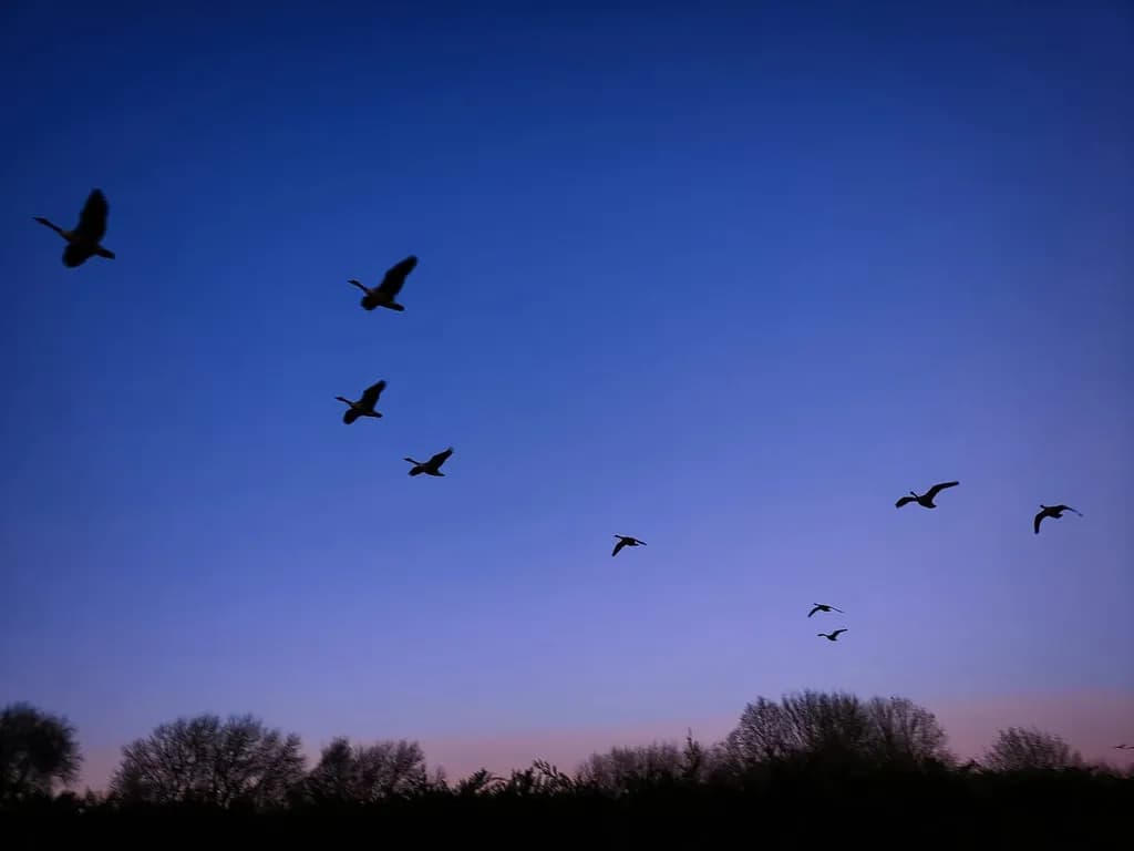 Whispers of the Sky: A Serene Flight at Dusk