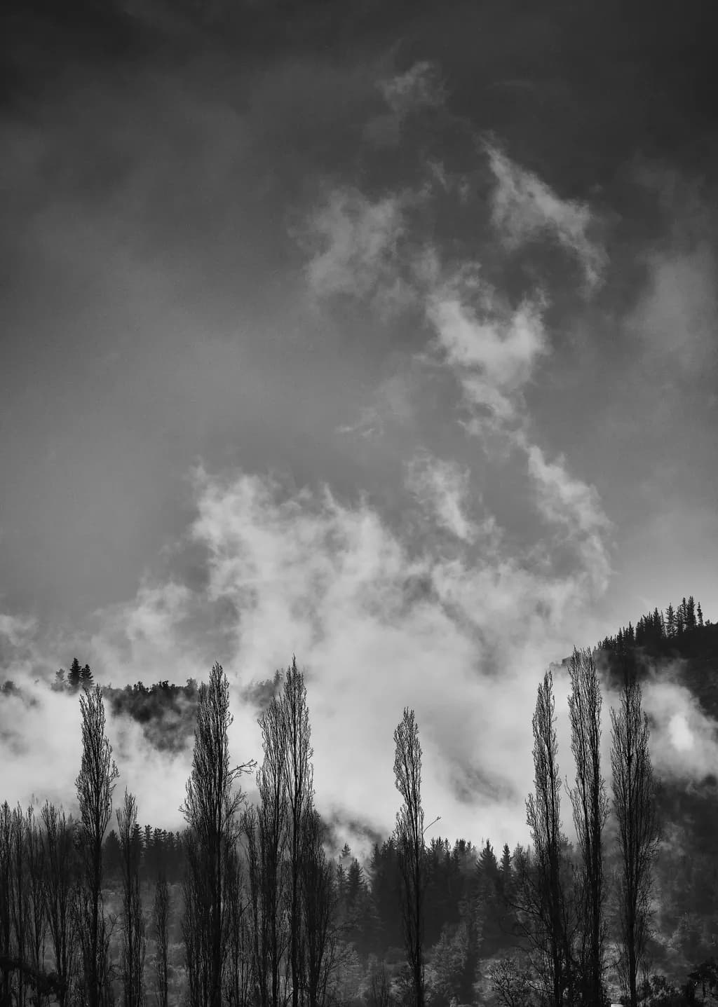 Misty Pines Silhouette