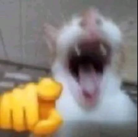 Feline Fury: The Art of Exaggerated Expression