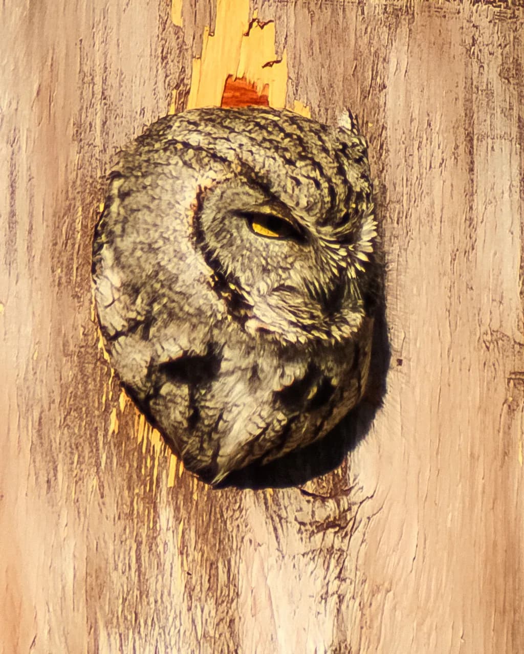 Owl in Wood Hollow
