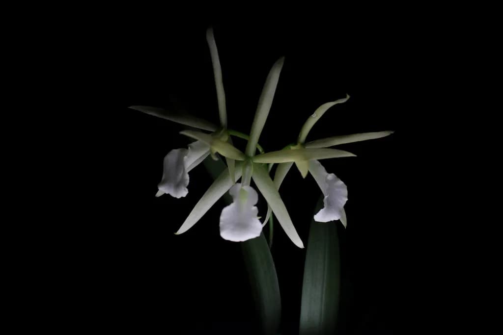 White Orchid Trio