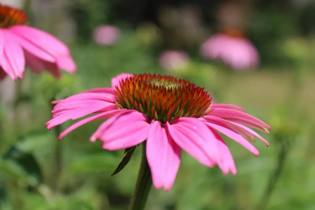 Pink Coneflower Bloom