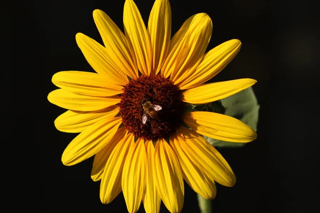 Sunflower and Bee