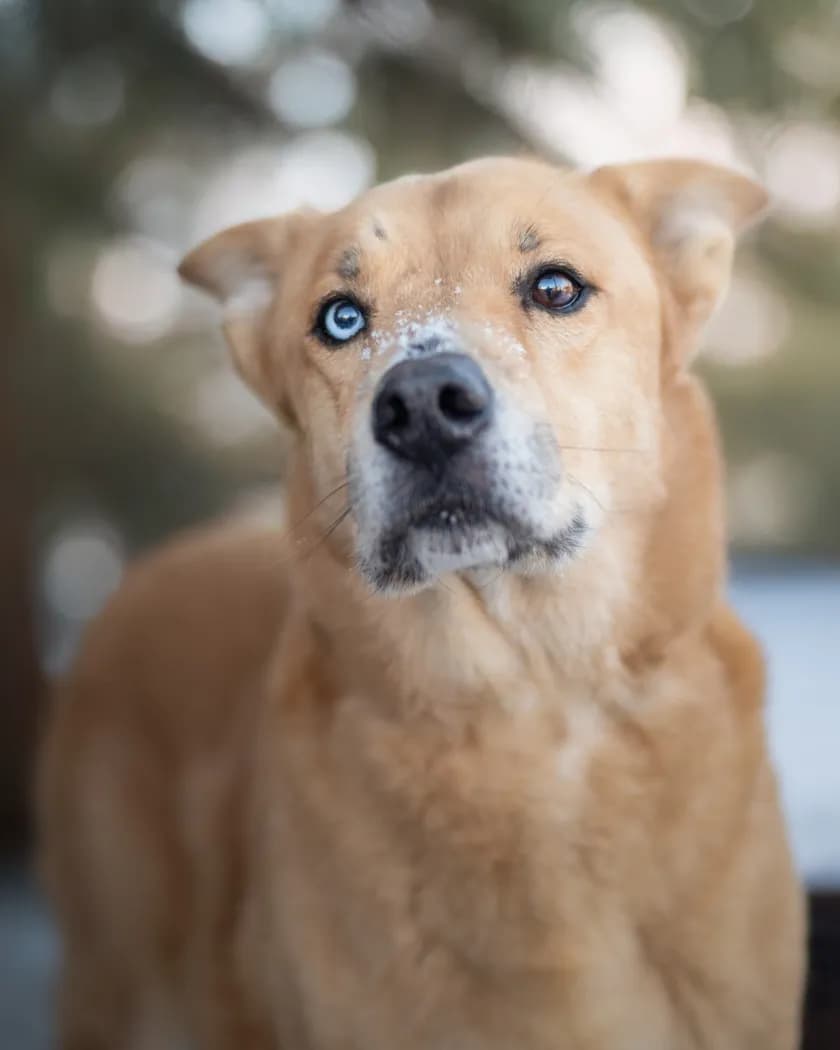 Golden Glimpse: A Pawsitively Charming Portrait of a Snow-Dusted Canine Companion