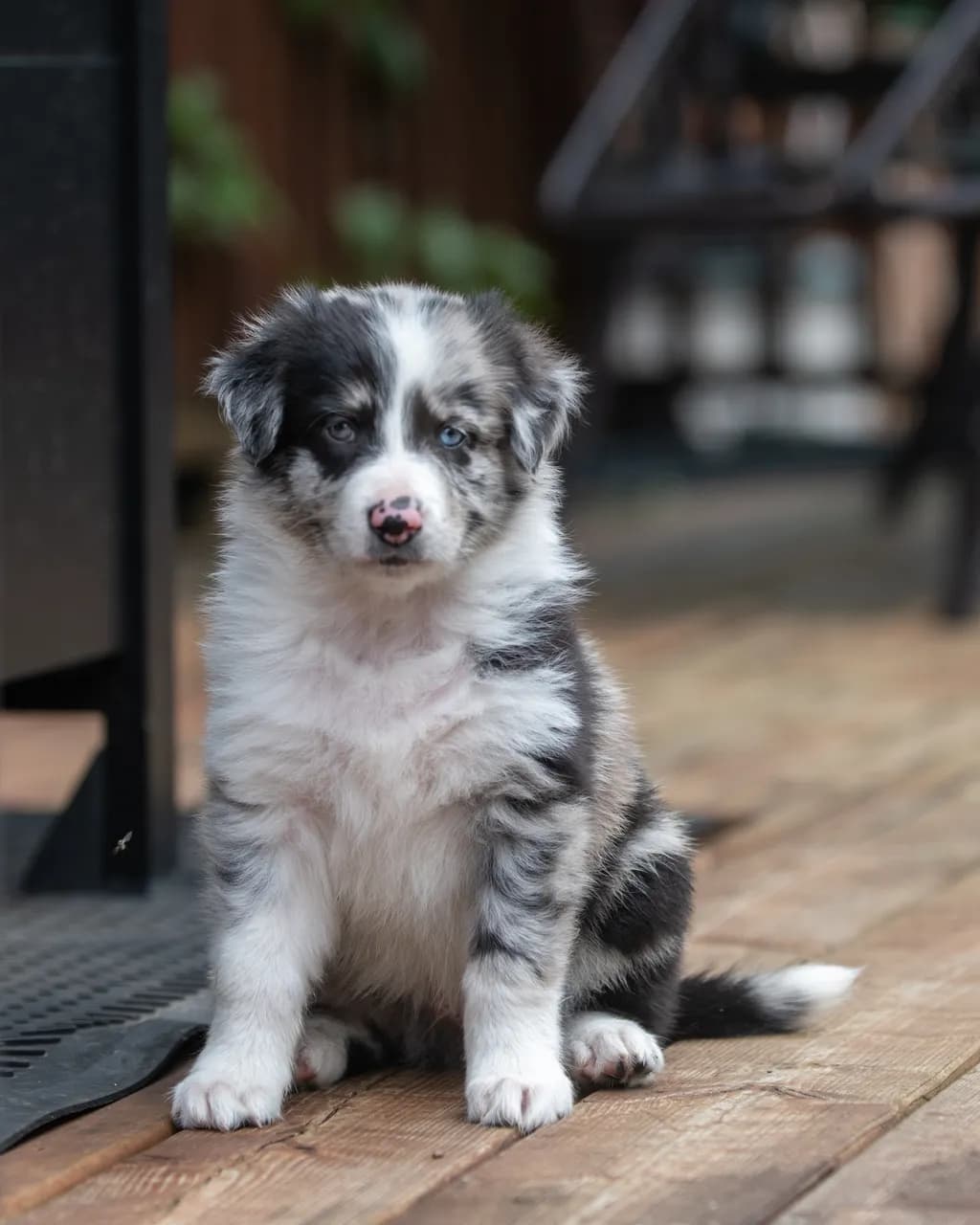 Paw-sitively Adorable: A Playful Portrait of a Blue-Eyed Pup