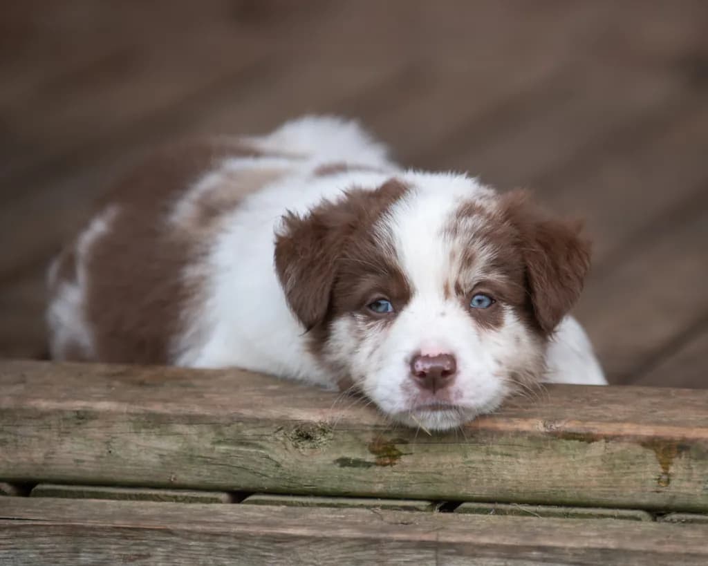 Curious Canine: A Playful Portrait of Puppy Wonder