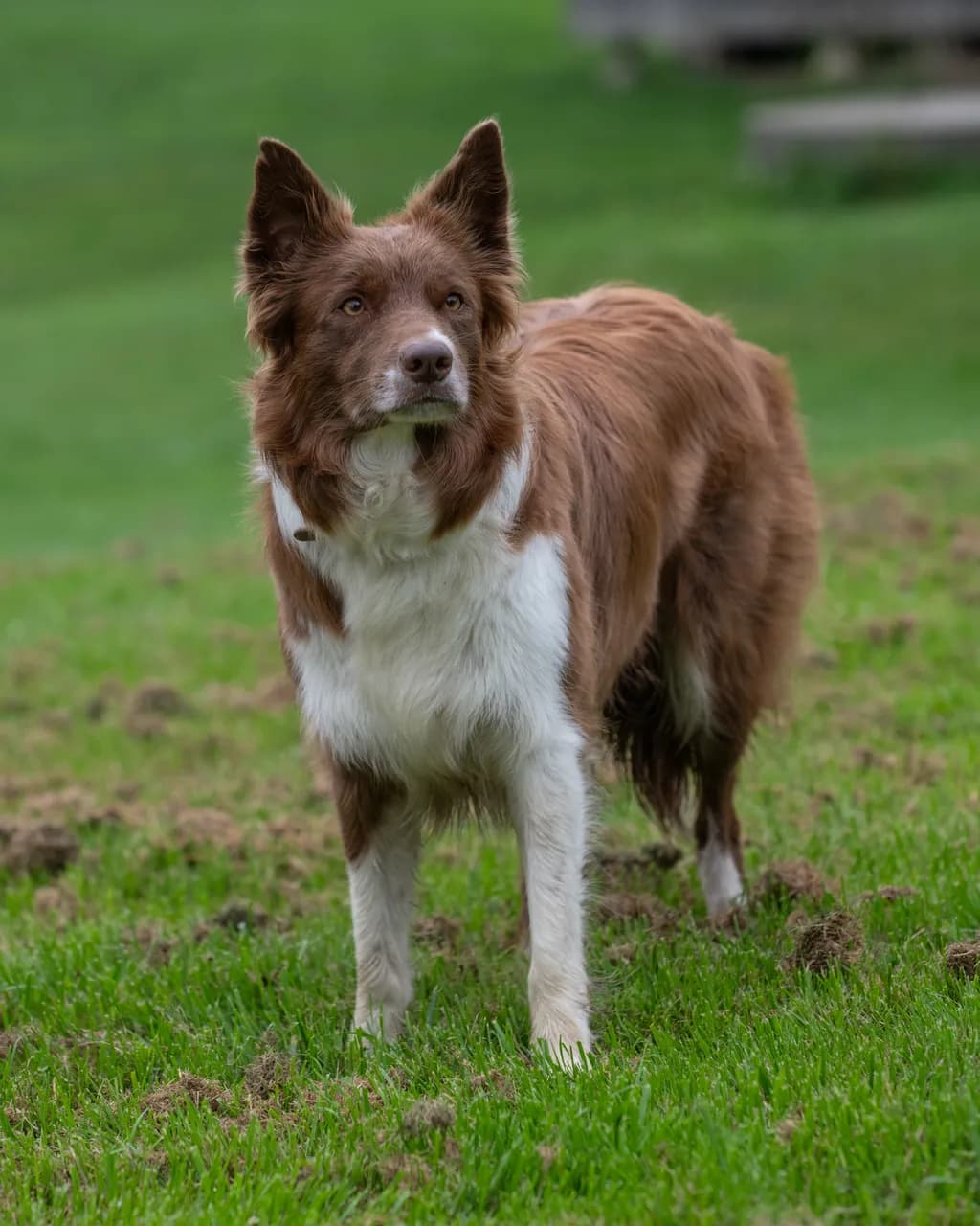 Whiskers and Wonder: A Playful Portrait of a Curious Canine