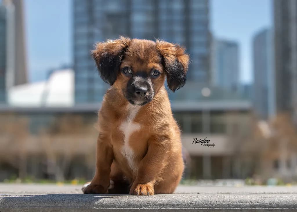 Pawsitively Adorable: A City Pup's Portrait of Charm and Whimsy
