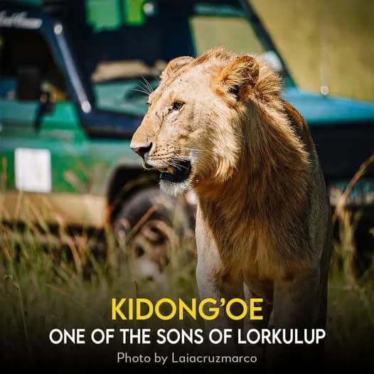 Majestic Guardian of the African Savanna: Kidong’oe, Son of Lorkulup