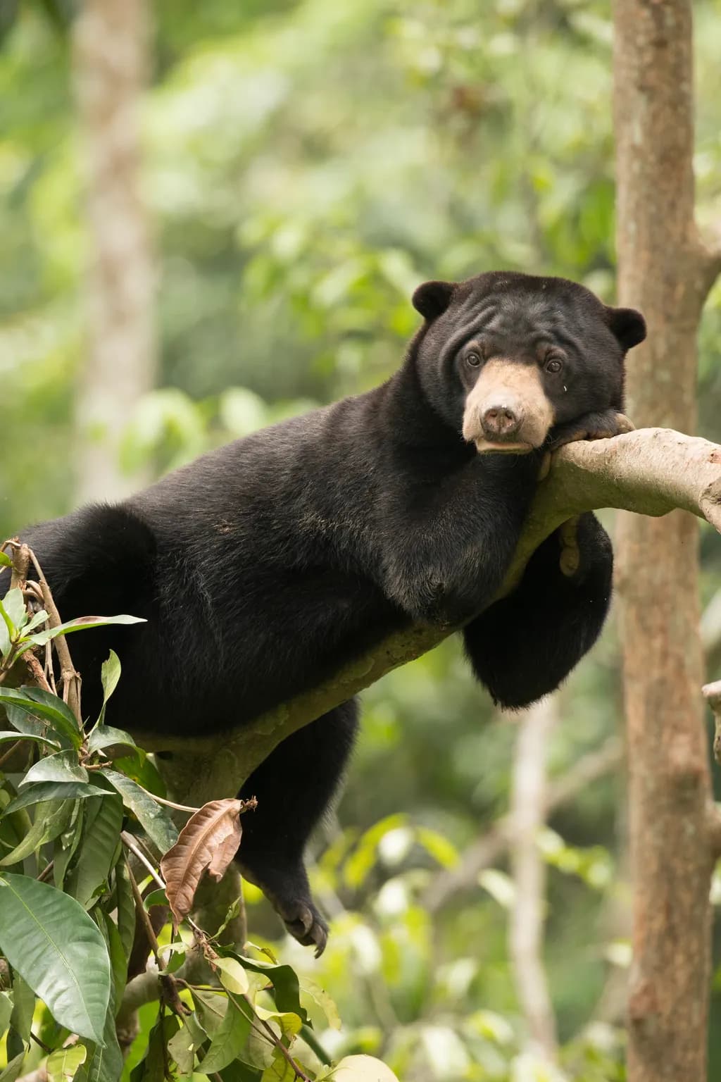 Forest Bear Repose