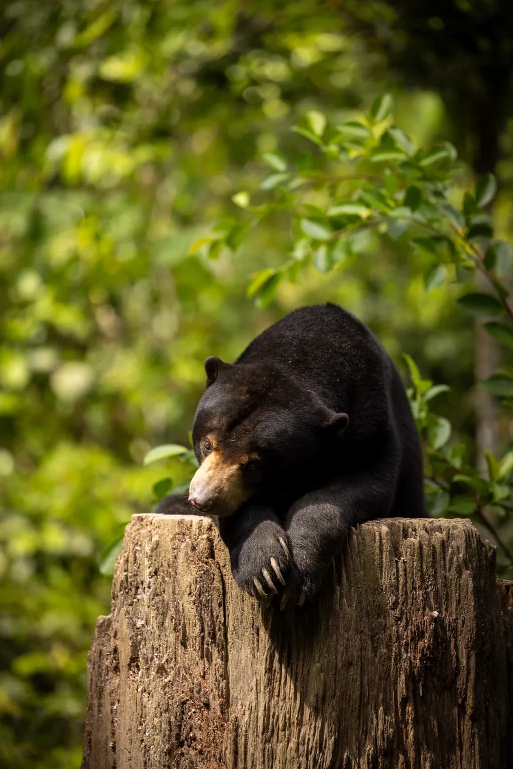 Borneo Bear Moment