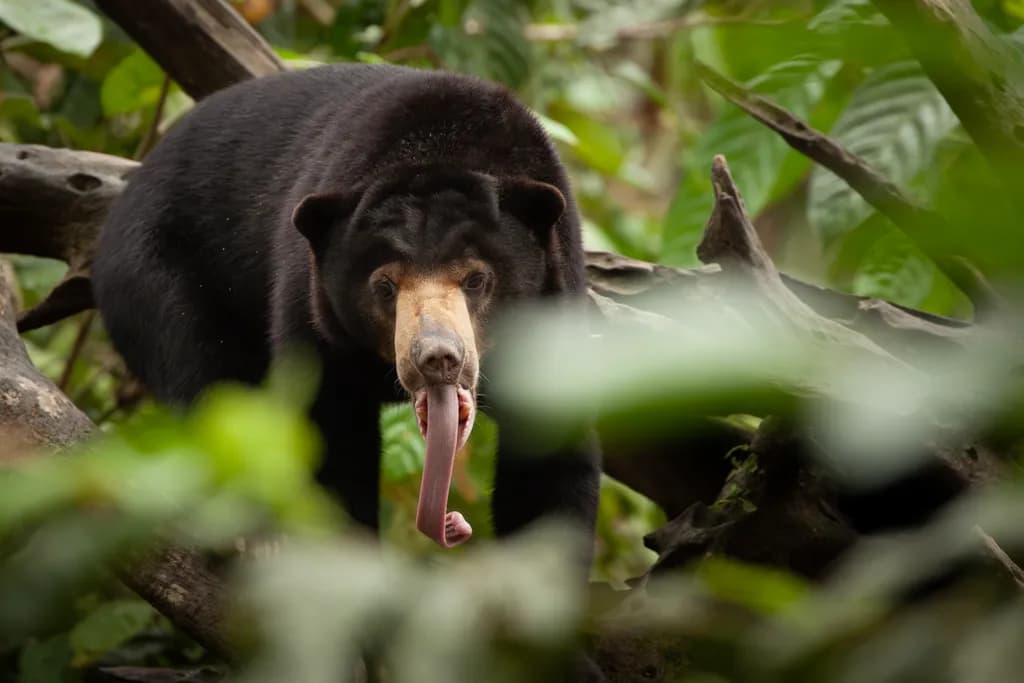 Forest Bear Tongue