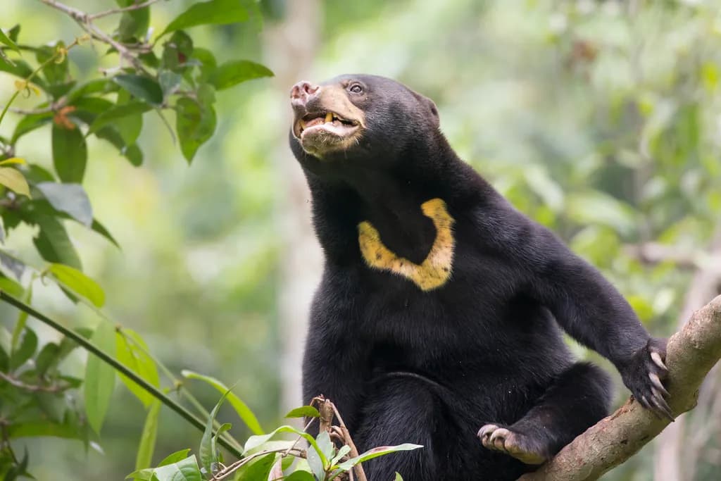 Sun Bear in Borneo Forest