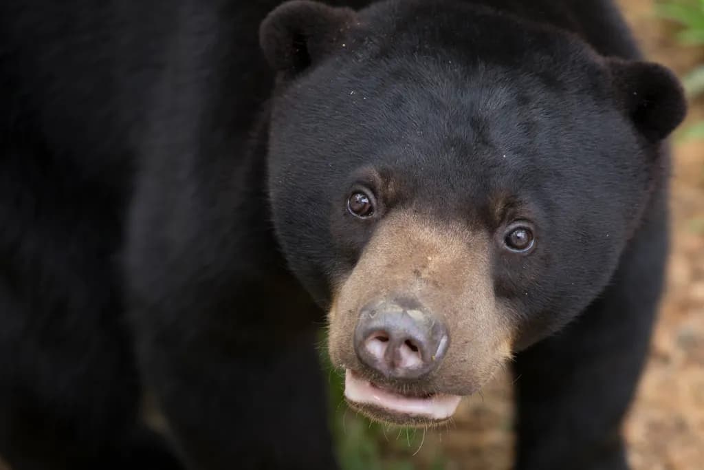 Curious Black Bear
