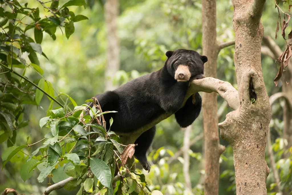 Sun Bear Repose