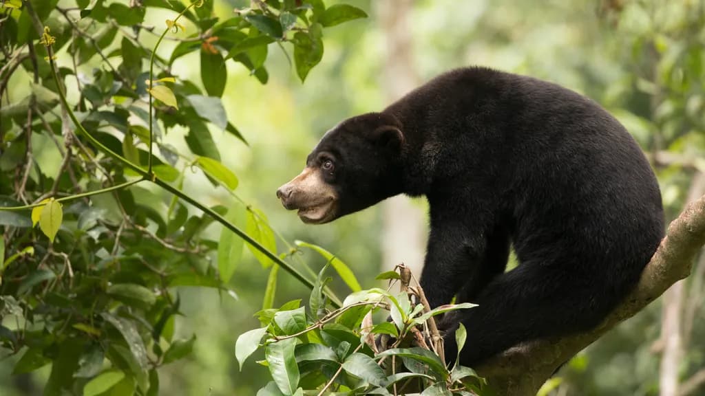 Forest Bear Moment