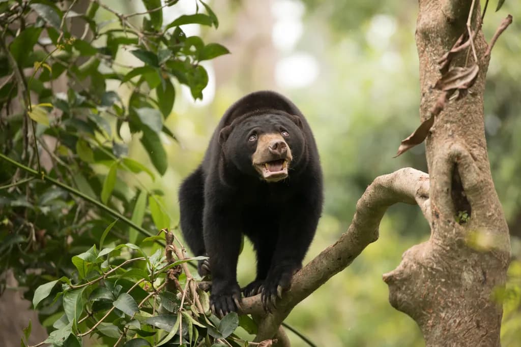 Sun Bear Forest Climb
