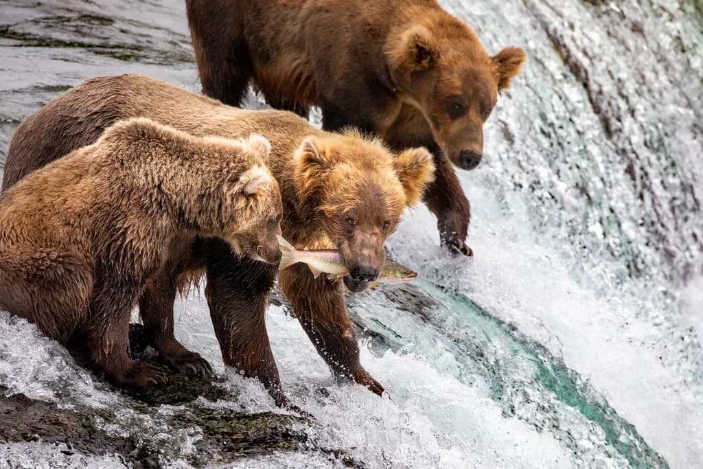 Waterfall Bear Hunt