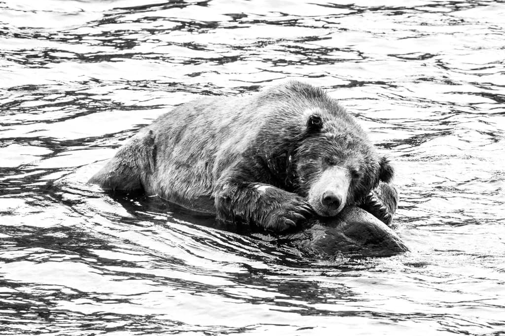 Resting Bear River