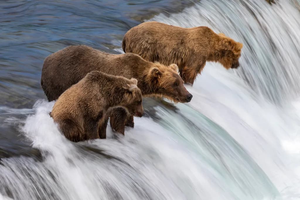 Fishing Bears at Waterfall