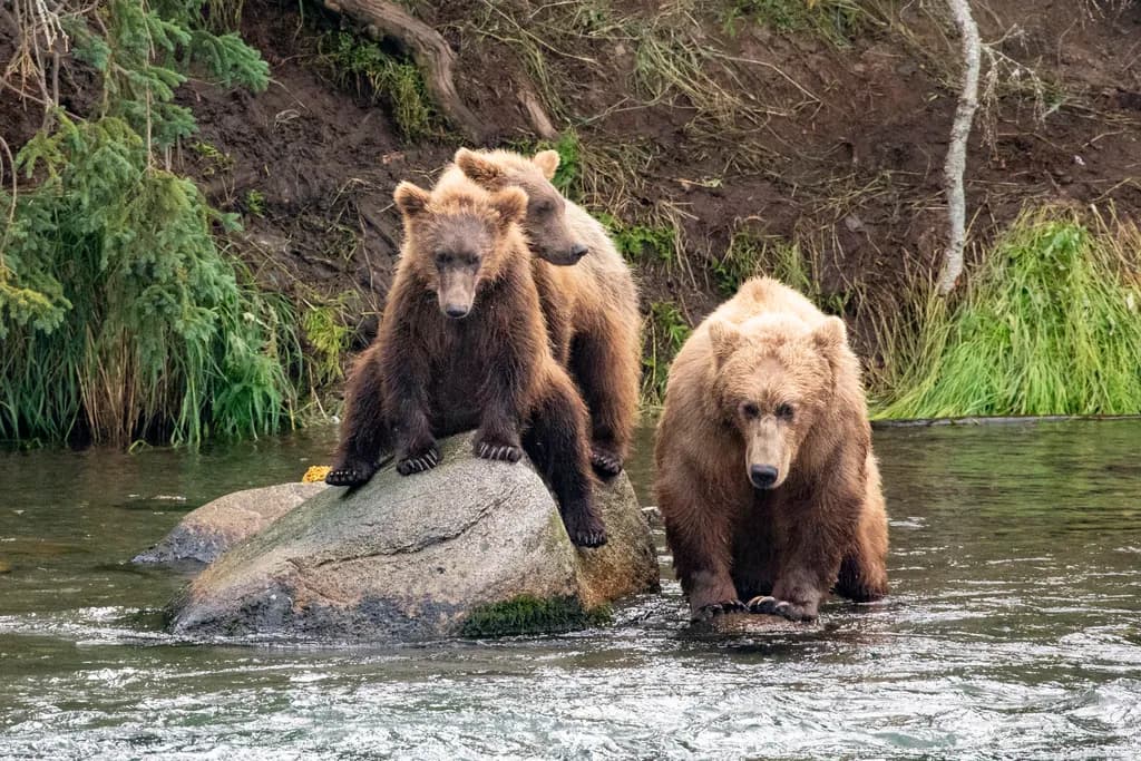 Riverbank Bears