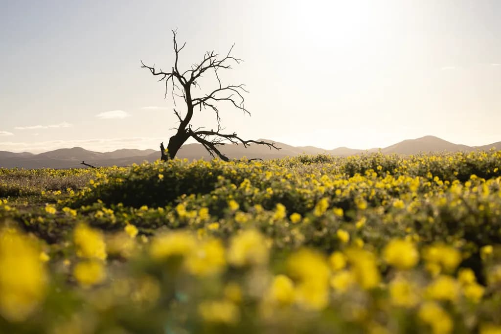 Namibian Bloom