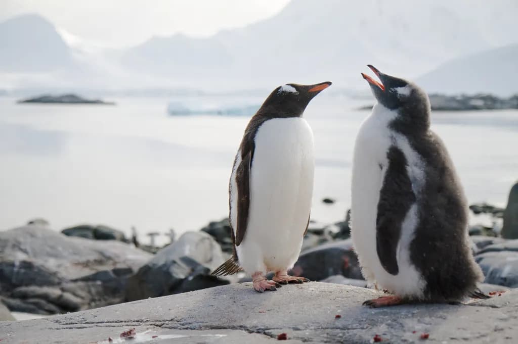 Antarctic Exchange