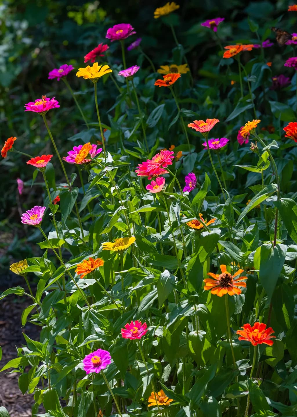 Garden Confetti
