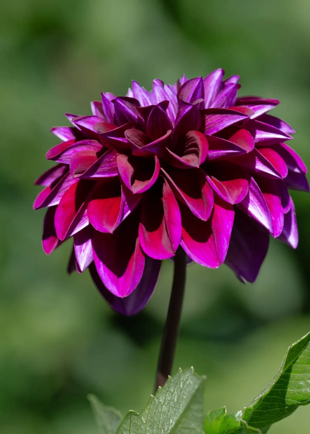 Magenta Majesty