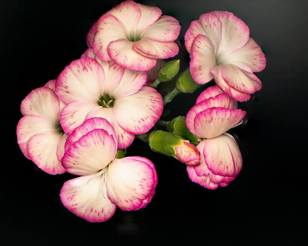 Blushing Petals