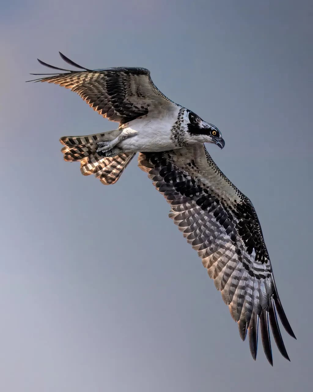Stalking Osprey