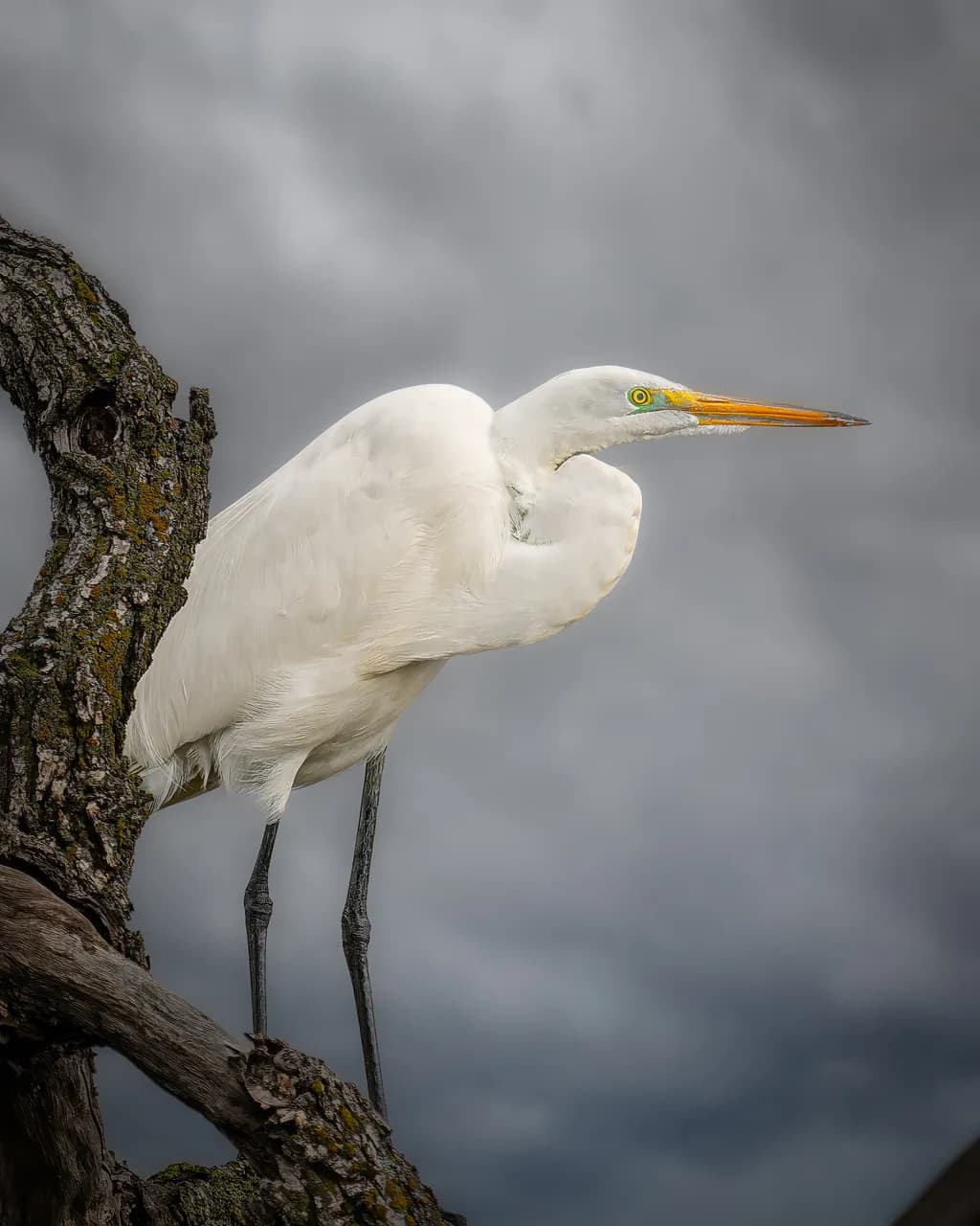 Feathered Grace on a Stormy Branch 
