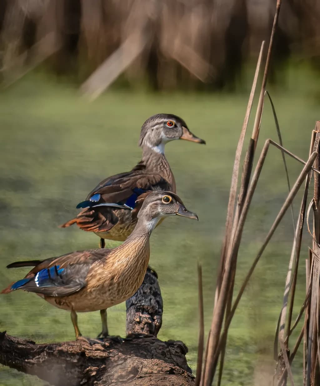 Wood Ducks