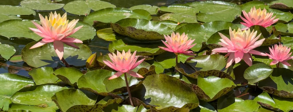 Pond Parade