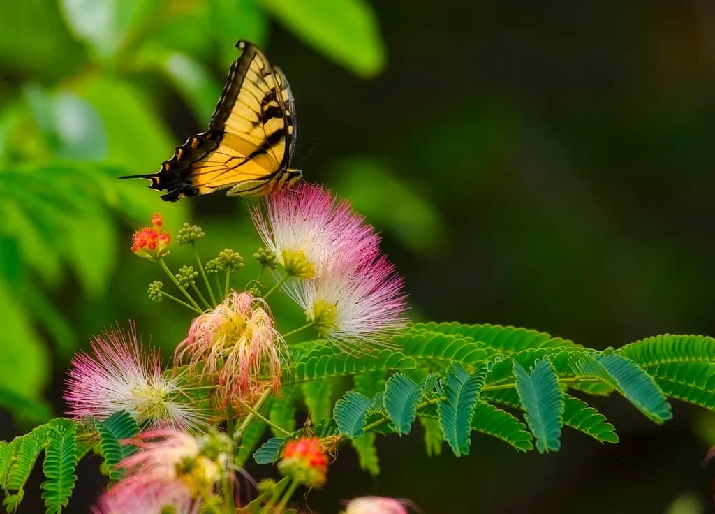 Whispers of Nature: A Butterfly's Dance Among Blossoms