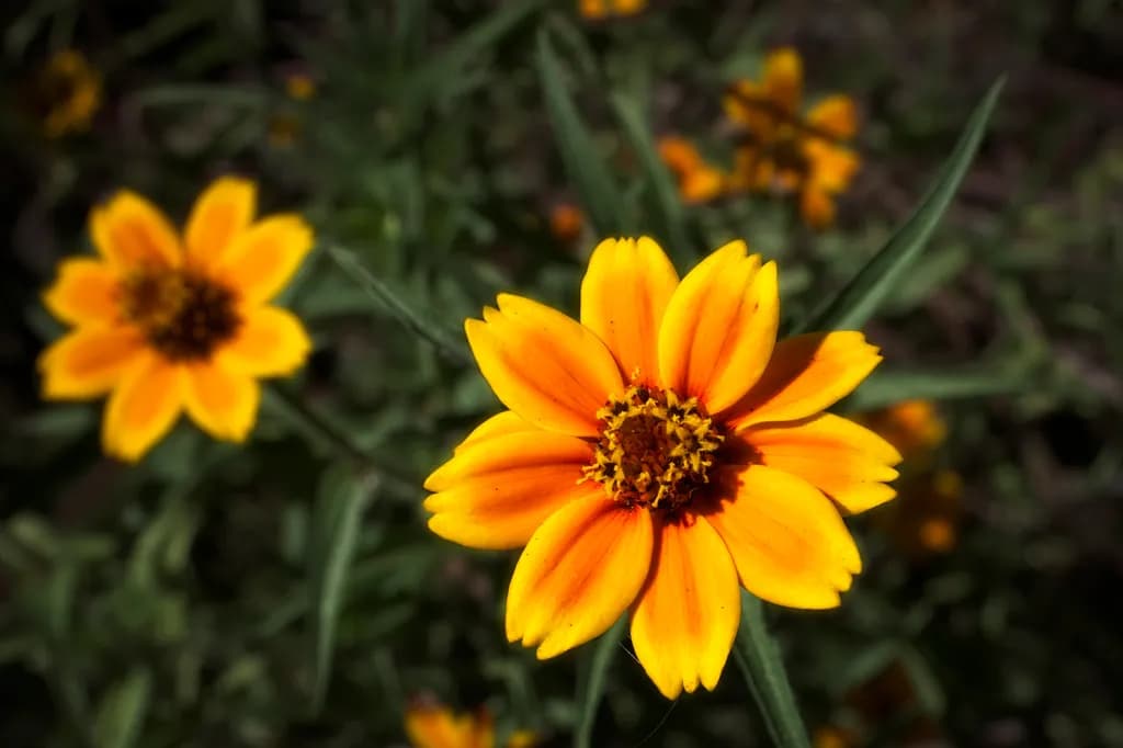 Golden Blossoms: A Vibrant Celebration of Nature's Beauty