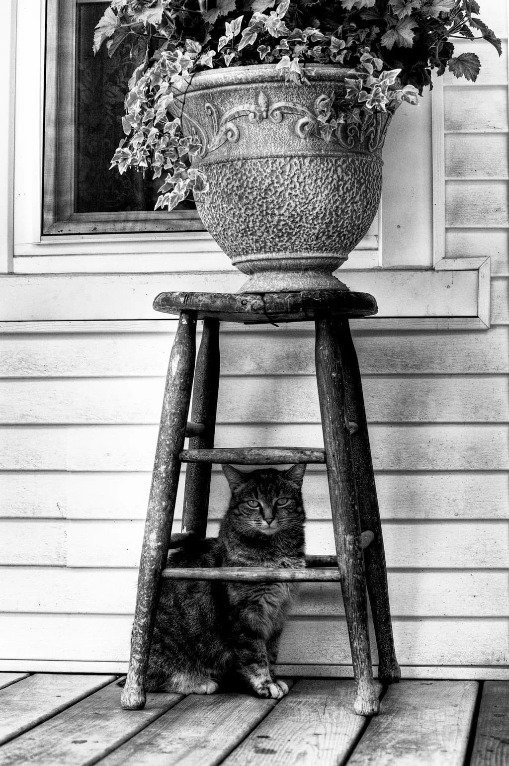 Whiskered Serenity: A Cat's Calm Amidst Nature's Embrace