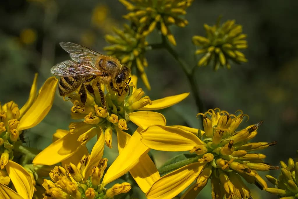 Golden Harmony: A Bee's Dance Among Sunlit Blooms