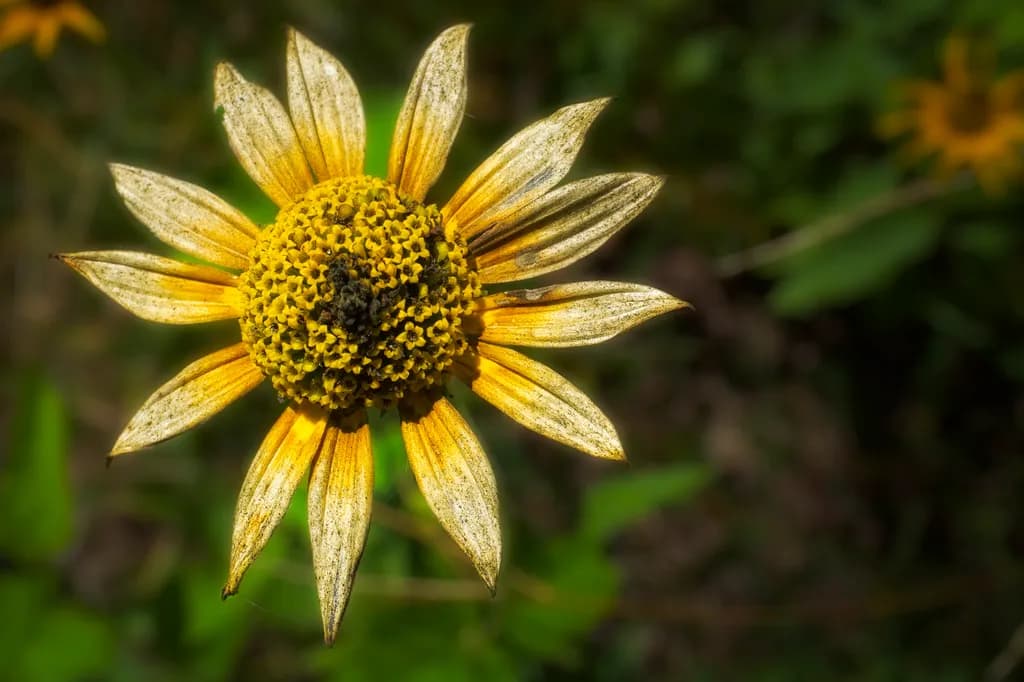 Golden Petals: A Close-Up Journey into Nature's Beauty