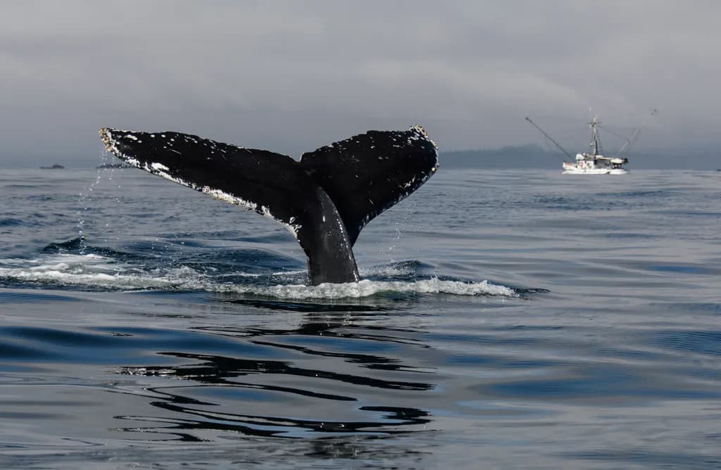 A Whale of a Tail