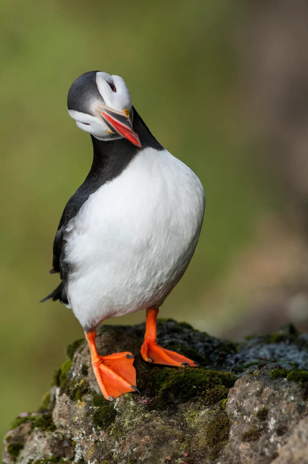 Side-Eye Puffin